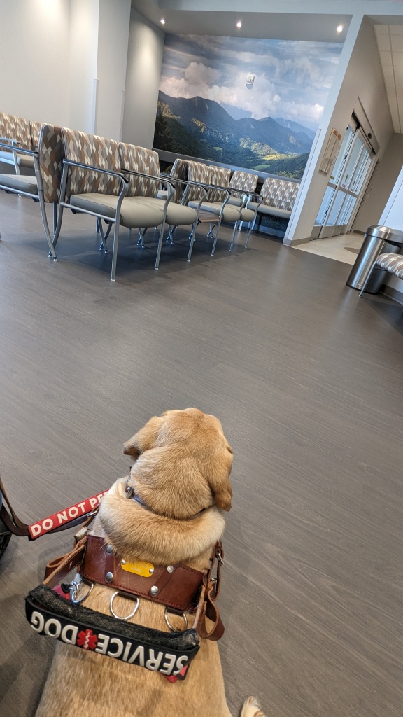 Service dog in harness sitting at the doctor's office.